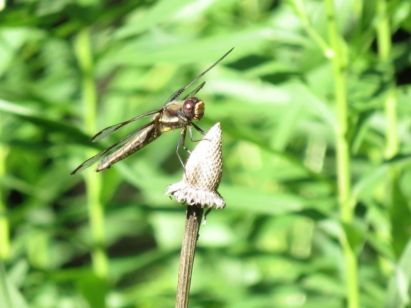 Photo of Twelve-spotted Skimmer