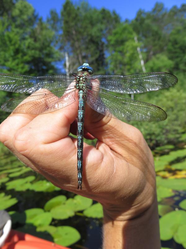 Photo of Cyrano Darner