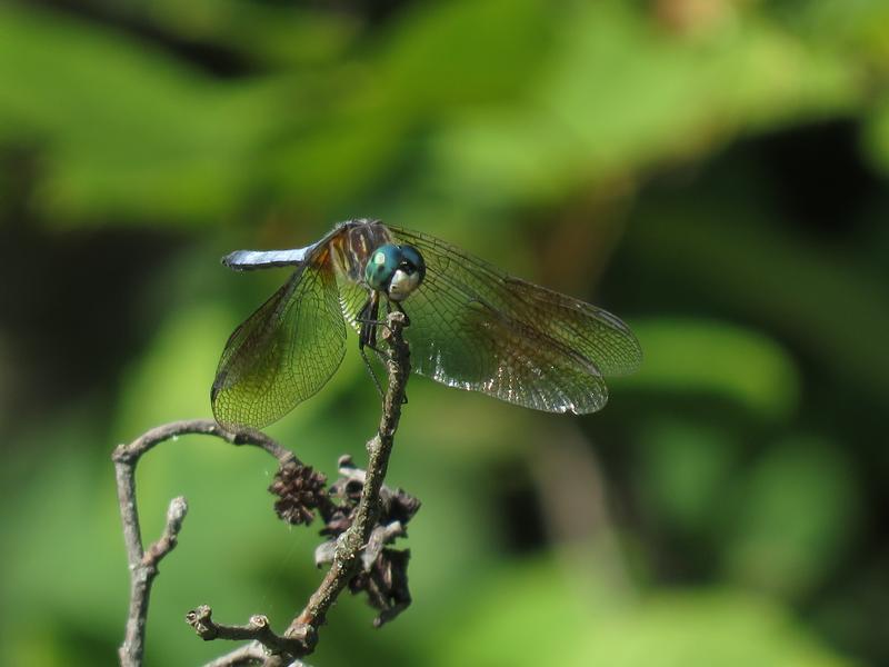 Photo of Blue Dasher