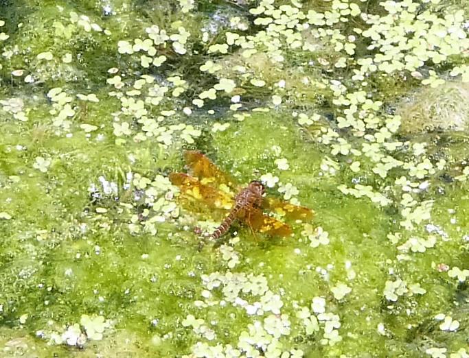 Photo of Eastern Amberwing