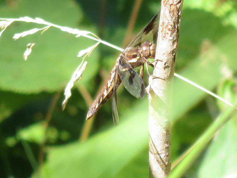 Photo of Common Whitetail