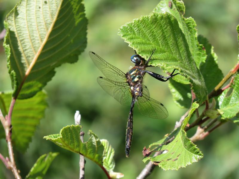 Photo of Brush-tipped Emerald