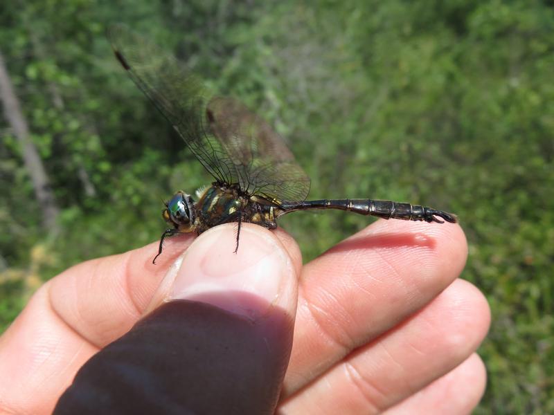 Photo of Brush-tipped Emerald