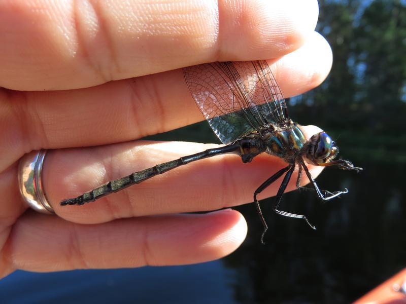 Photo of Williamson's Emerald