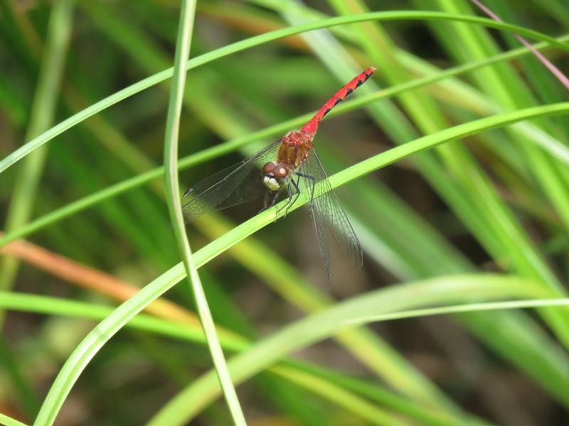 Photo of White-faced Meadowhawk