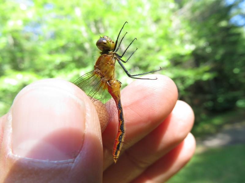 Photo of Ruby Meadowhawk