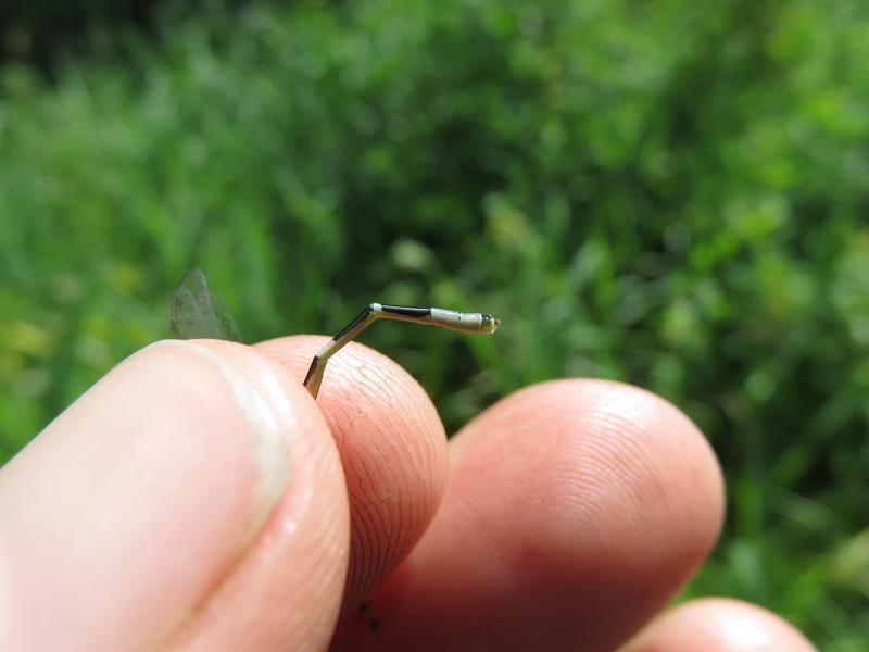 Photo of Tule Bluet
