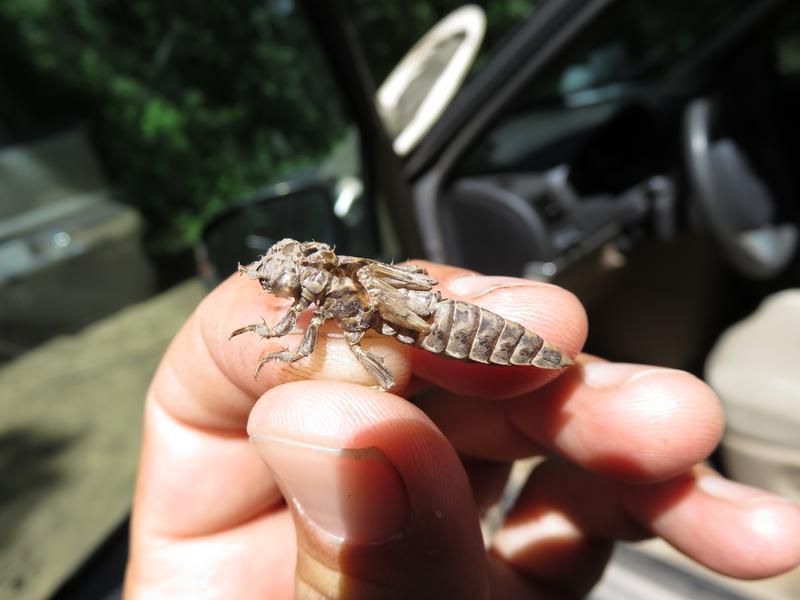 Photo of Zebra Clubtail