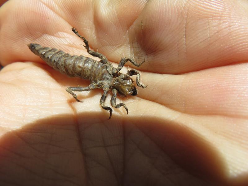 Photo of Zebra Clubtail