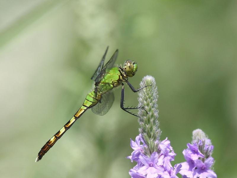 Photo of Eastern Pondhawk