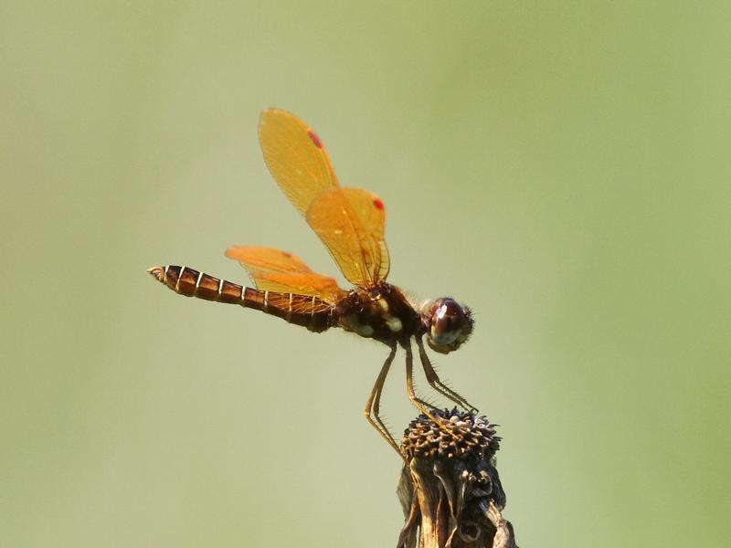 Photo of Eastern Amberwing