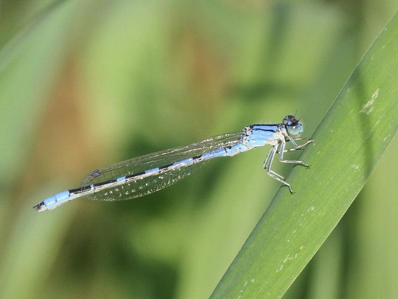 Photo of River Bluet