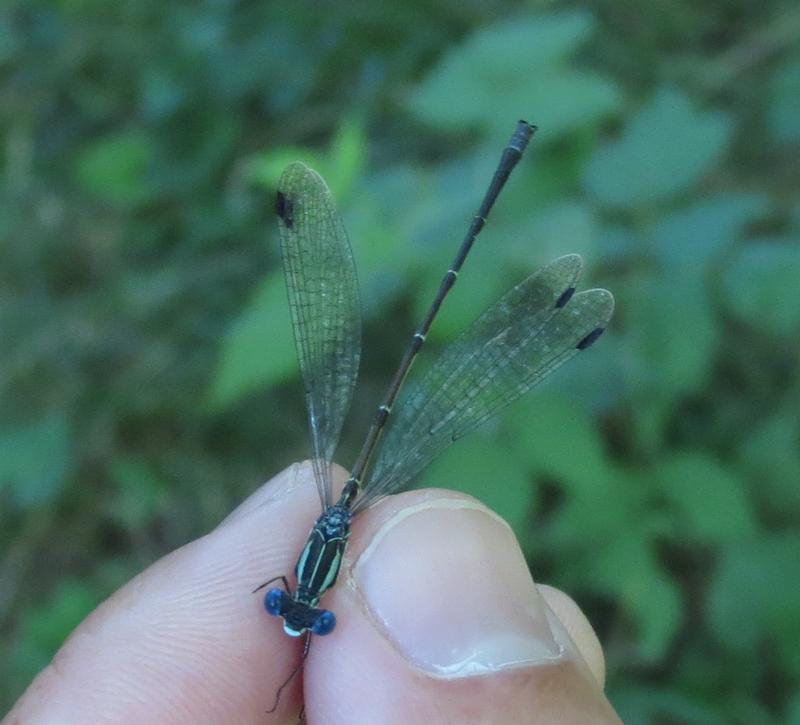 Photo of Slender Spreadwing