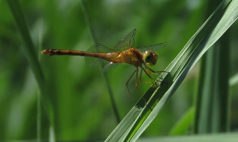 Photo of Autumn Meadowhawk