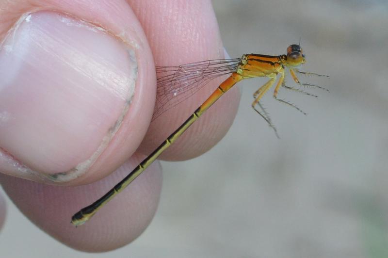 Photo of Eastern Forktail