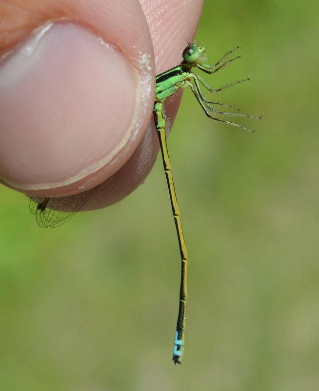 Photo of Eastern Forktail