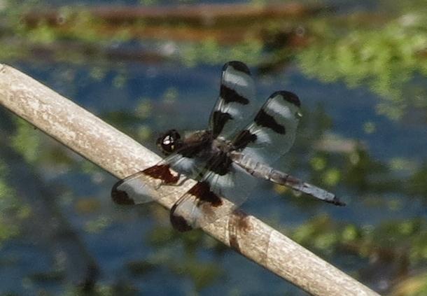 Photo of Twelve-spotted Skimmer