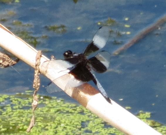 Photo of Widow Skimmer