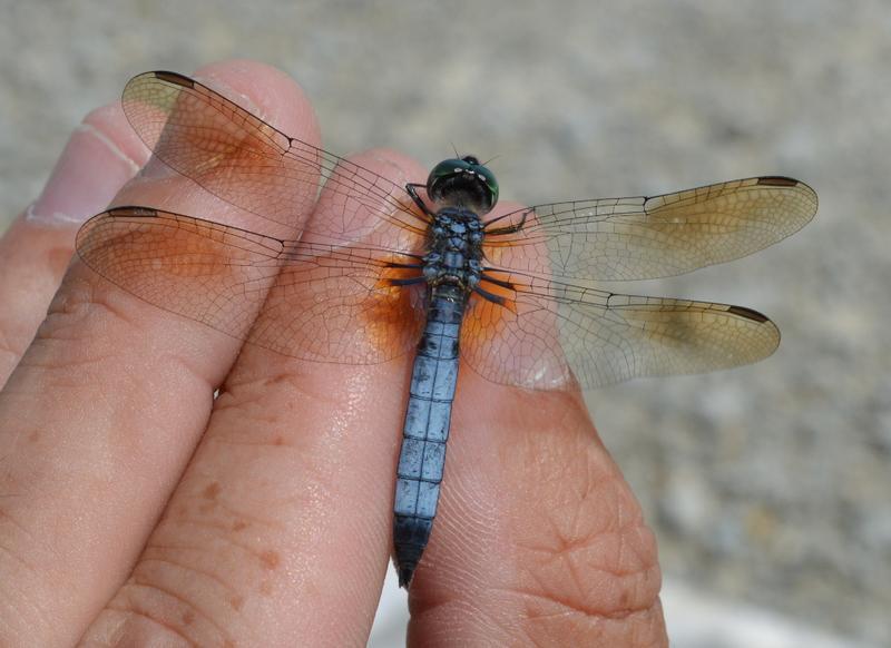 Photo of Blue Dasher