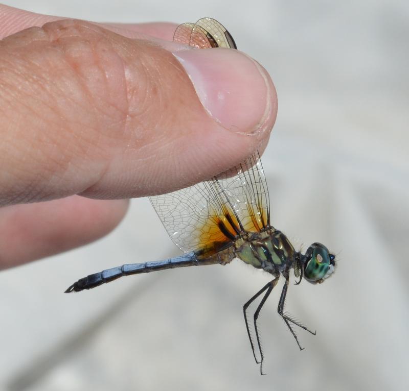 Photo of Blue Dasher