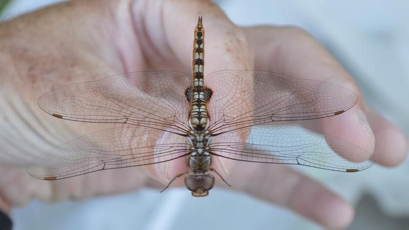 Photo of Spot-winged Glider