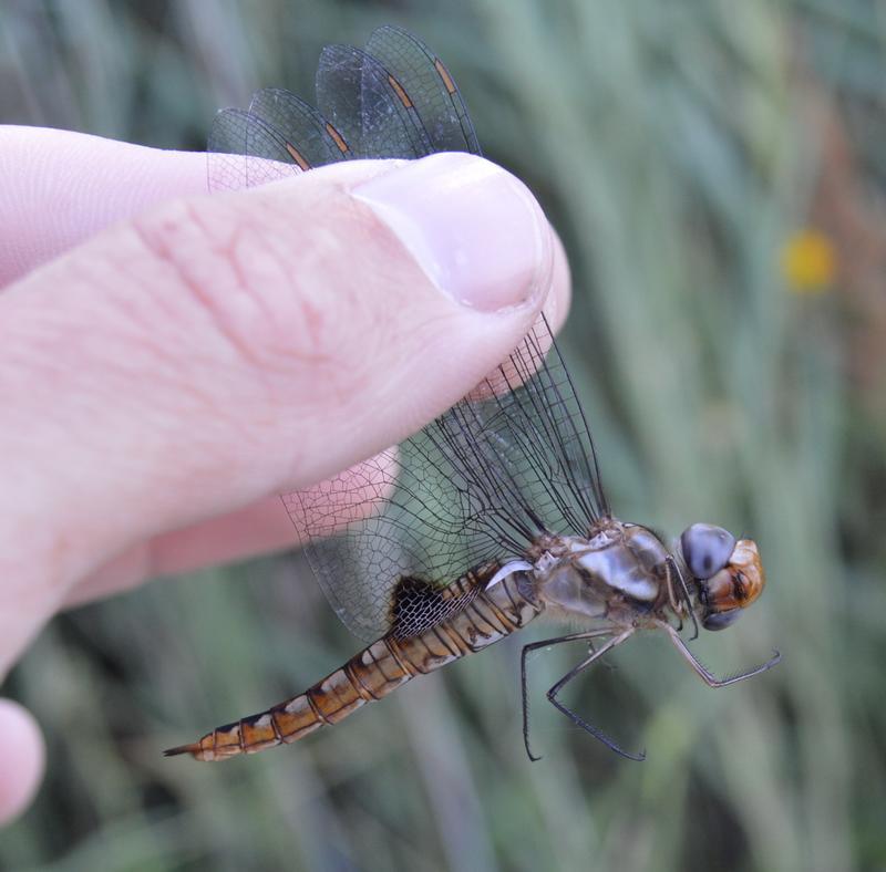 Photo of Spot-winged Glider