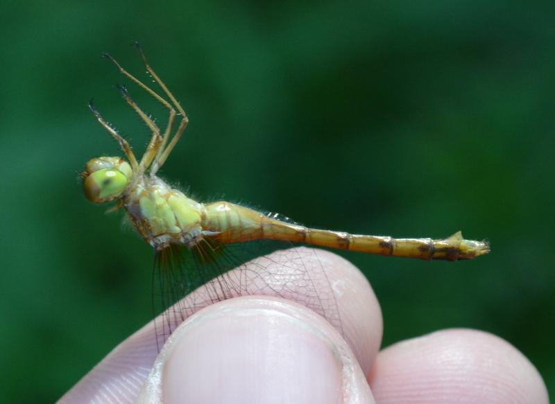 Photo of Autumn Meadowhawk