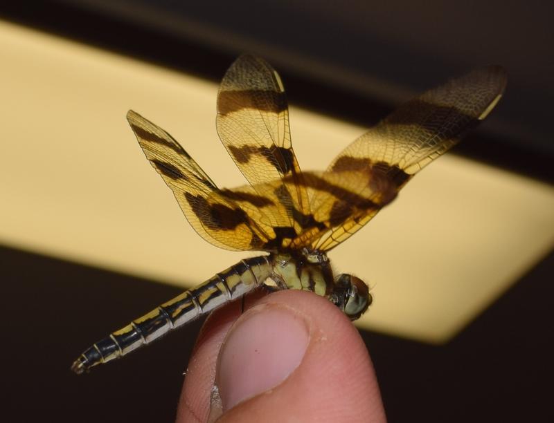 Photo of Halloween Pennant