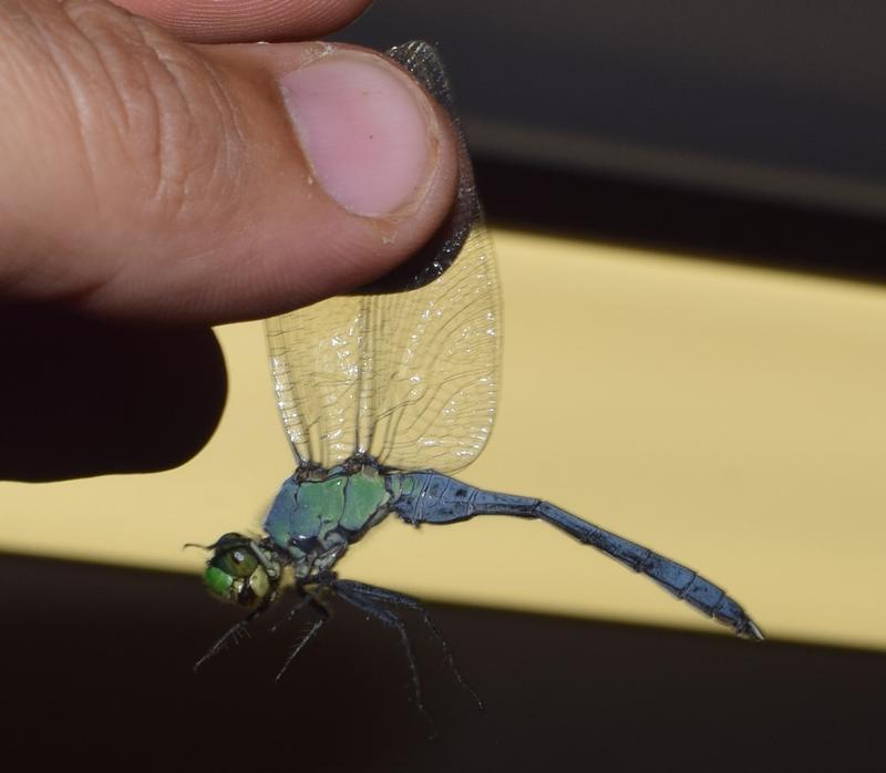 Photo of Eastern Pondhawk