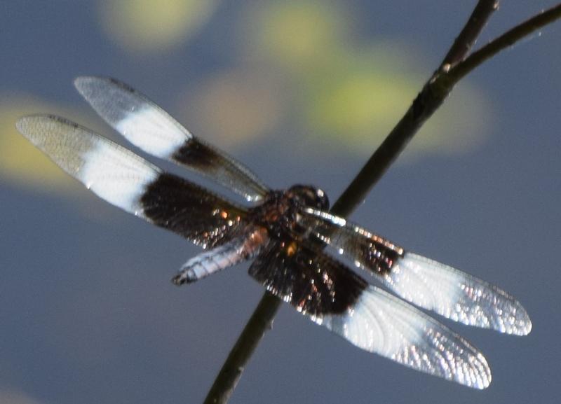 Photo of Widow Skimmer