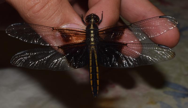 Photo of Widow Skimmer