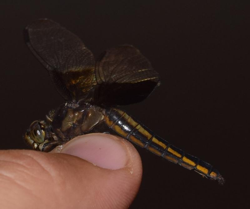 Photo of Widow Skimmer