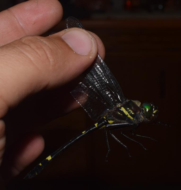 Photo of Swift River Cruiser (Illinois River Cruiser ssp.)