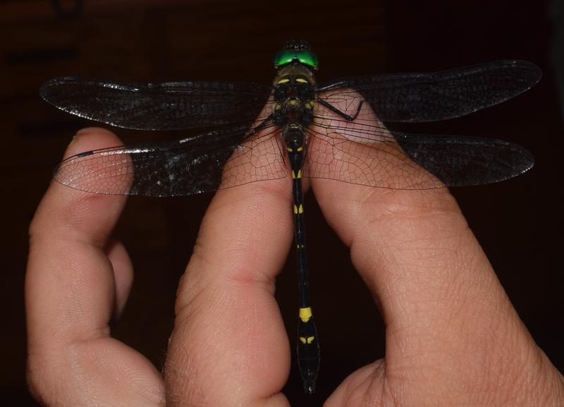 Photo of Swift River Cruiser (Illinois River Cruiser ssp.)