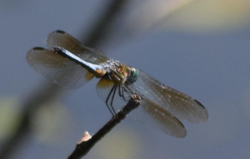 Photo of Blue Dasher