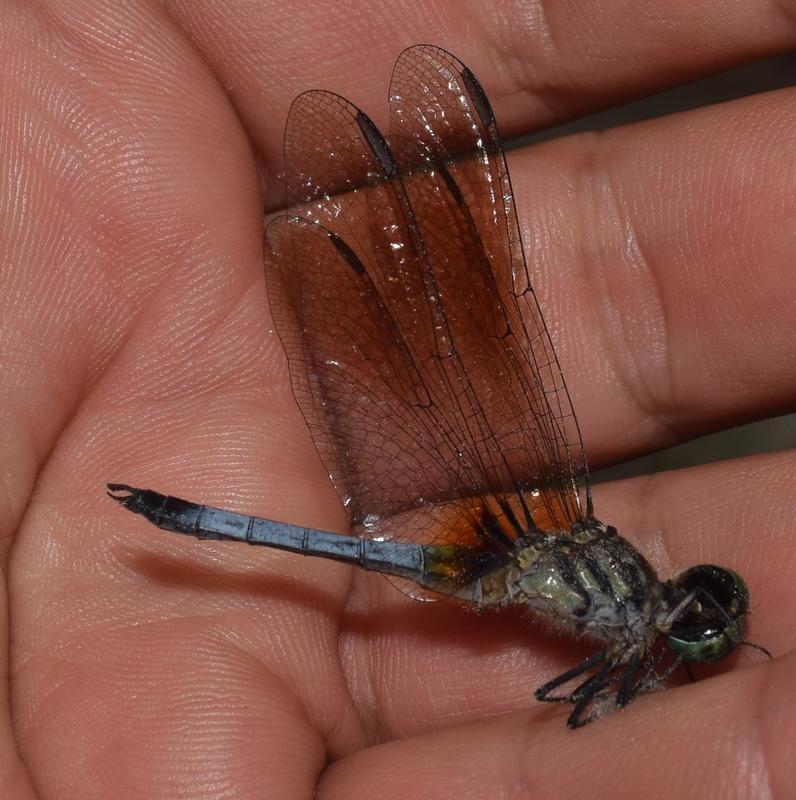 Photo of Blue Dasher