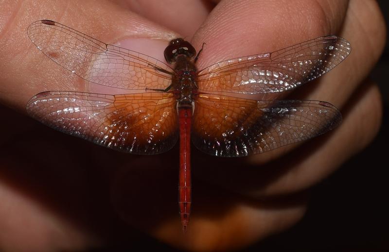 Photo of Band-winged Meadowhawk