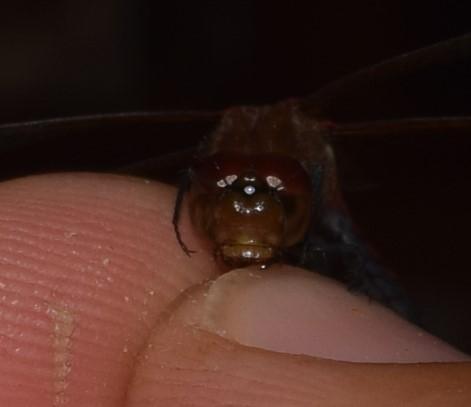 Photo of Band-winged Meadowhawk