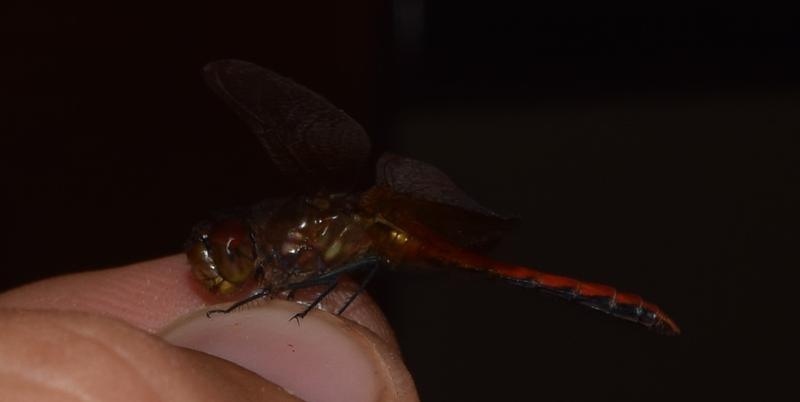 Photo of Band-winged Meadowhawk