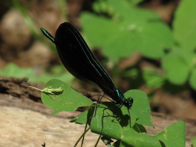 Photo of Ebony Jewelwing
