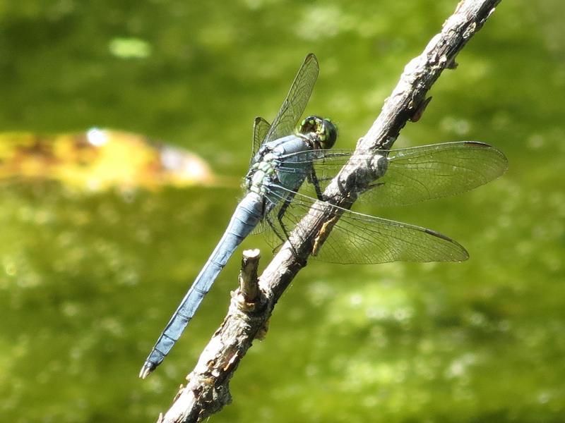 Photo of Eastern Pondhawk