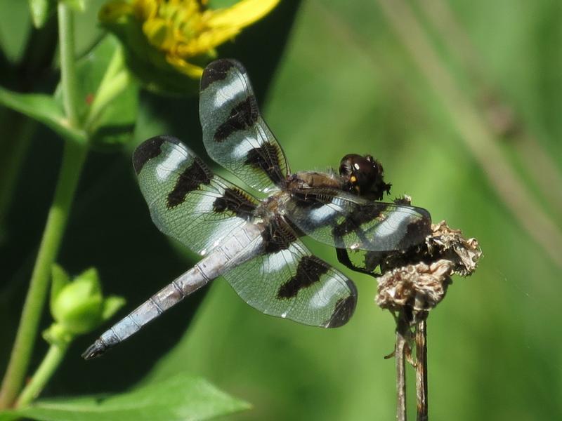 Photo of Twelve-spotted Skimmer