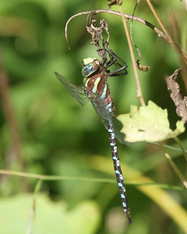 Photo of Lance-tipped Darner