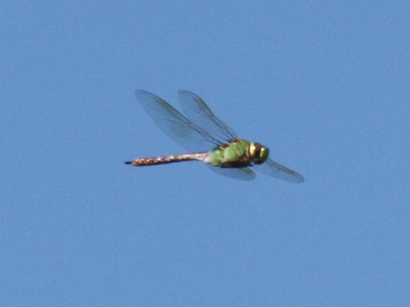 Photo of Common Green Darner