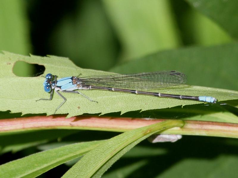 Photo of Blue-fronted Dancer