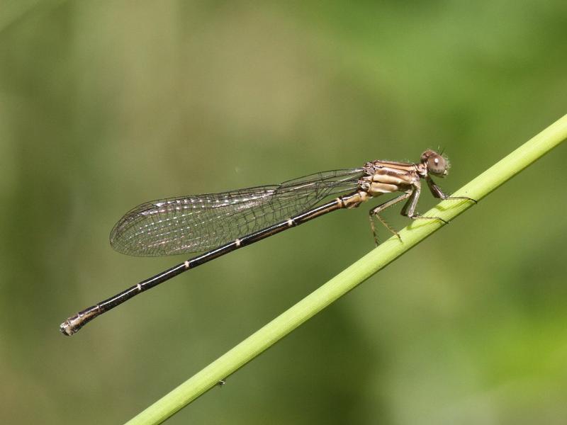 Photo of Powdered Dancer