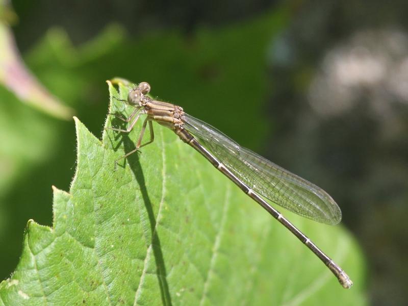 Photo of Powdered Dancer