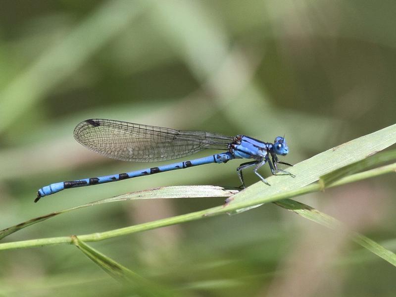 Photo of Springwater Dancer