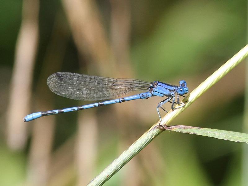 Photo of Springwater Dancer