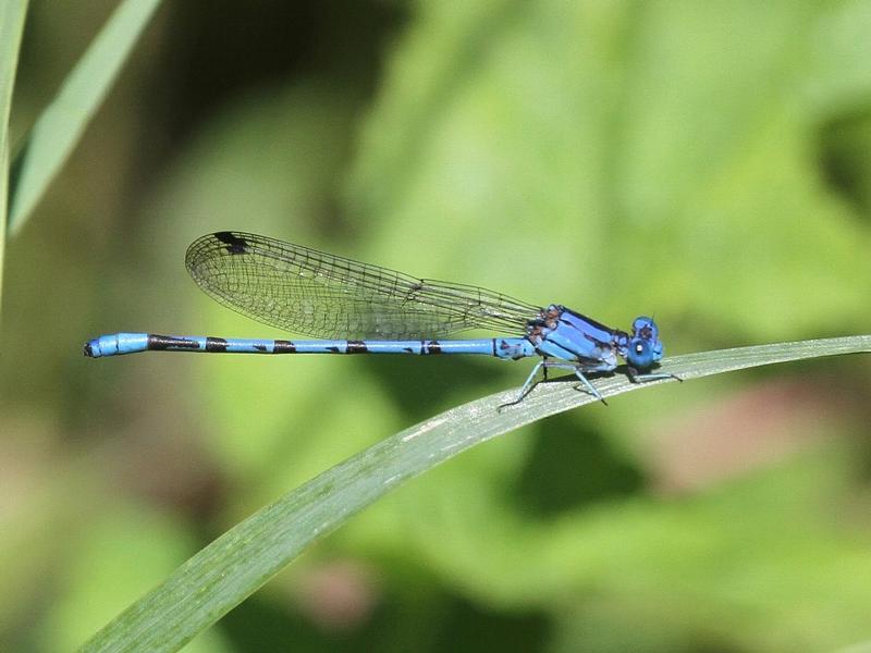 Photo of Springwater Dancer